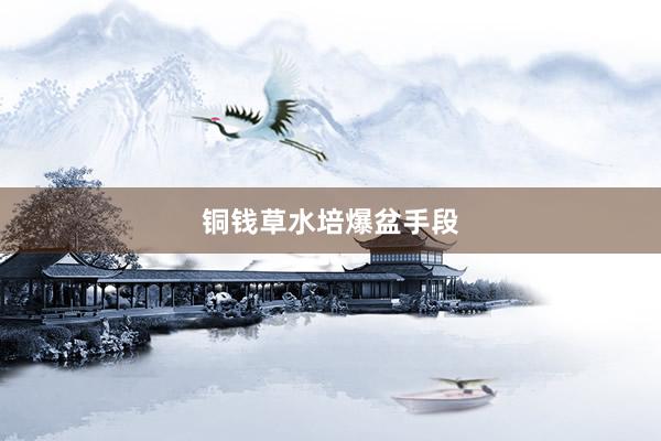 铜钱草水培爆盆手段